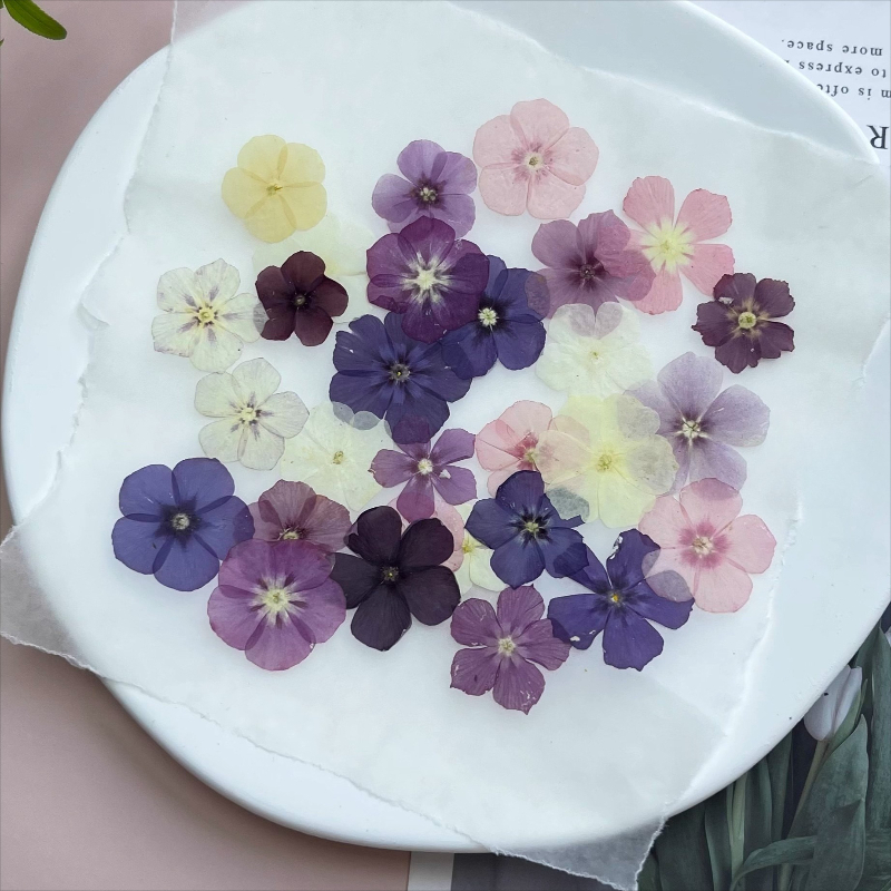 12 pezzi, fiori secchi pressat - Resin Craft Ideas recensione e prezzo